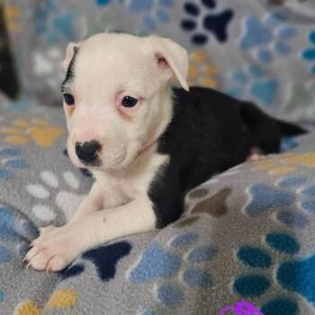 Kaylee -  Terrier and Mixed Breed Dog for Adoption in Buffalo, Minnesota - Kaylee | PetCurious