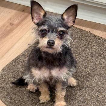 Bella -  Chihuahua Dog for Adoption in Des Moines, Iowa - Bella | PetCurious