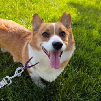 Corgi Dogs Available for Adoption in Dekalb, Illinois - Shooky | PetCurious