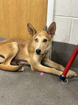 JUNIPER -  Carolina Dog and Husky Dog for Adoption - JUNIPER | PetCurious