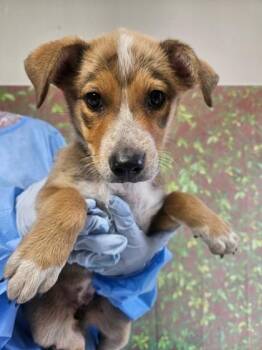 Felicia -  Shepherd and Mixed Breed Dog for Adoption in San Antonio, Texas - Felicia | PetCurious