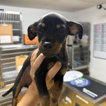 Ivy -  Chihuahua Dog for Adoption in Wahiawa, Hawaii - Ivy | PetCurious
