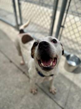 Pit Bull Terrier and Mixed Breed Dogs Available for Adoption in Bowling Green, Ohio - Syd | PetCurious
