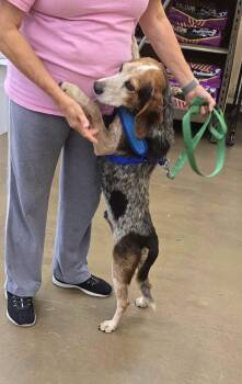Maverick -  Beagle Dog for Adoption in Newport, Kentucky - Maverick | PetCurious