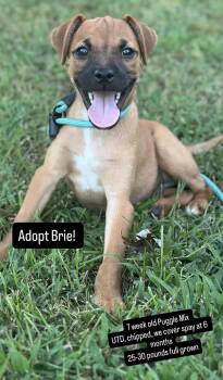 Rescue Puggle and Chiweenie Dogs for Adoption in Suffield, Connecticut - Brie | PetCurious