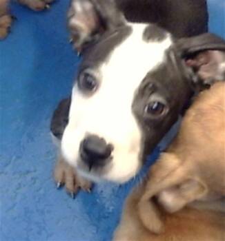 Mixed Breed Dogs Available for Adoption in Dallas, Texas - FLORIAN | PetCurious