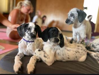 Dalmatian and Standard Poodle Dogs Available for Sale - Miracle | PetCurious