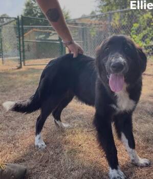 Ellie -  Collie Dog for Adoption in Little Rock, Arkansas - Ellie | PetCurious