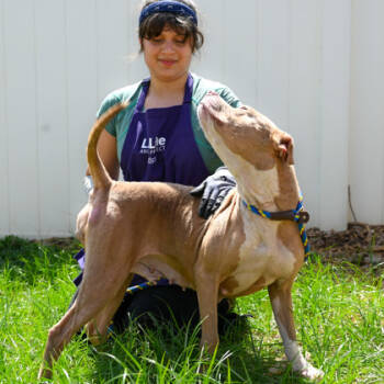 Rescue Mixed Breed Dogs for Adoption in Chamblee, Georgia - Mauv | PetCurious