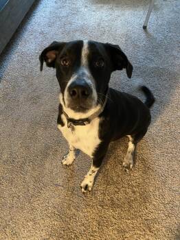 Labrador Retriever and Pointer Dogs Available for Adoption in Rosenberg, Texas - Neptune | PetCurious