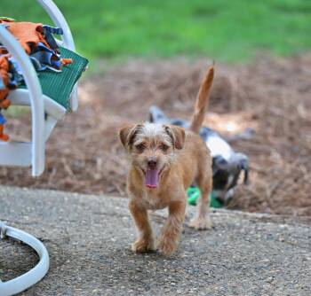 Winston -  Norfolk Terrier and Miniature Schnauzer Dog for Adoption in Falmouth, Maine - Winston | PetCurious