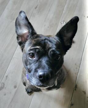 Rescue Staffordshire Bull Terrier Dogs for Adoption in Riverside, California - Ditalina | PetCurious