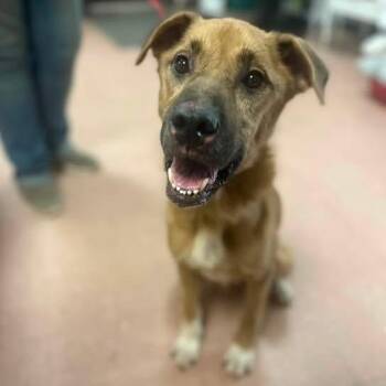 Gordo -  Shepherd and Mixed Breed Dog for Adoption in Fort Smith, Arkansas - Gordo | PetCurious