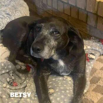 Rescue Black Labrador Retriever and Mixed Breed Dogs for Adoption in Bethpage, New York - BETSY | PetCurious