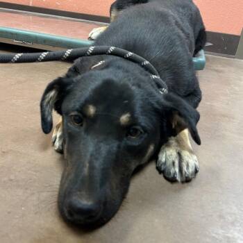 Balayage -  Shepherd and Mixed Breed Dog for Adoption in Flagstaff, Arizona - Balayage | PetCurious