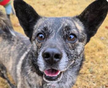 Jindo and Corgi Dogs Available for Adoption in San Ramon, California - Wally | PetCurious
