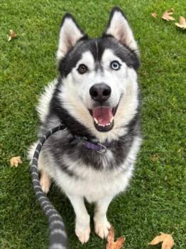 Siberian Husky Dogs Available for Adoption - MOON | PetCurious