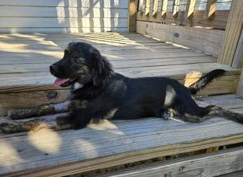 Rescue Australian Shepherd Dogs for Adoption in Centerville, Georgia - Inky | PetCurious