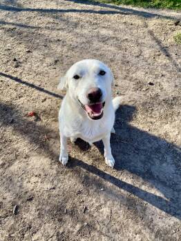 Rescue Great Pyrenees Dogs for Adoption in Johnson City, Texas - Millie | PetCurious