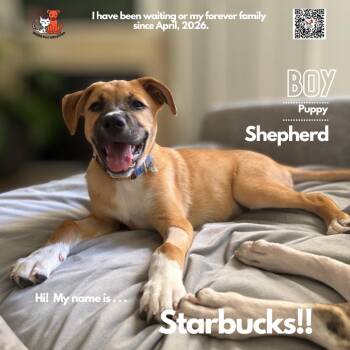 Shepherd and Mixed Breed Dogs Available for Adoption in Westminster, California - Starbucks | PetCurious