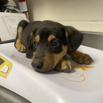 Doberman Pinscher Dogs Available for Adoption in San Antonio, Texas - OBI-WAN KENOBI | PetCurious