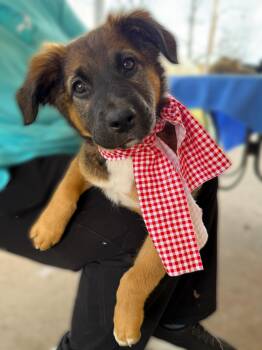 German Shepherd Dog and Labrador Retriever Dogs Available for Adoption - Venice Valentina | PetCurious