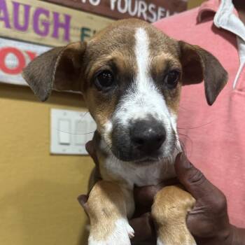 Carie - Local November 6-8 -  Rat Terrier Dog for Adoption in Brookshire, Texas - Carie - Local November 6-8 | PetCurious