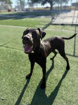 Great Dane and Labrador Retriever Dogs Available for Adoption in Ulysses, Kansas - RickyBobby | PetCurious