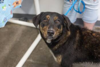 Mittens -  Shepherd Dog for Adoption in Mountain Home, Arkansas - Mittens | PetCurious