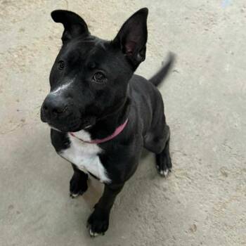 Shepherd and Pit Bull Terrier Dogs Available for Adoption - Daisy | PetCurious