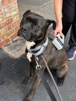 Boxer Dogs Available for Adoption in Blue Island, Illinois - Ladybug | PetCurious