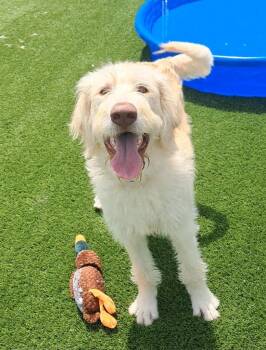 Poodle and Mixed Breed Dogs Available for Adoption in Frankfort, Kentucky - Gomer | PetCurious