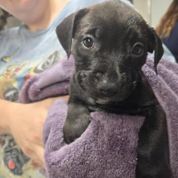 Nepheline -  Mixed Breed Dog for Adoption in Lake Panasoffkee, Florida - Nepheline | PetCurious