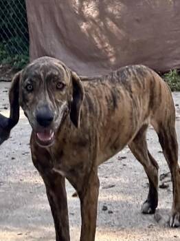 Rescue Plott Hound Dogs for Adoption in Nashville, Arkansas - TinkerBelle | PetCurious