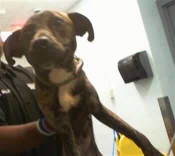 A1270248 -  Pit Bull Terrier Dog for Adoption in Charlotte, North Carolina - A1270248 | PetCurious