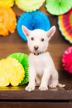 804-26 -  Husky and Great Pyrenees Dog for Adoption in Brighton, Colorado - 804-26 | PetCurious