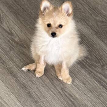 Pomeranian Dogs Available for Adoption in Schertz, Texas - Poppy | PetCurious