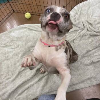 Mixed Breed Dogs Available for Adoption in Memphis, Tennessee - Rhia | PetCurious