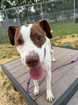 Kylie -  Pit Bull Terrier Dog for Adoption in Chicago, Illinois - Kylie | PetCurious