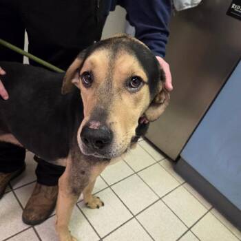 Mixed Breed Dogs Available for Adoption - Odis | PetCurious