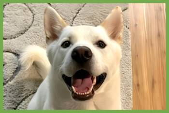 Sarang -  Jindo and Labrador Retriever Dog for Adoption in Amherst, Massachusetts - Sarang | PetCurious