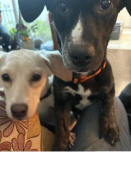 Chihuahua Dogs Available for Adoption in Roseville, California - Conan | PetCurious
