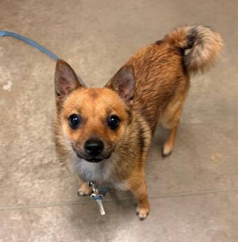 SKIPPY -  Pomeranian and Mixed Breed Dog for Adoption in Leesburg, Virginia - SKIPPY | PetCurious