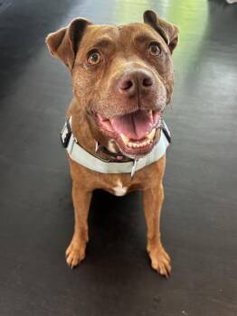 DEJA -  Mixed Breed Dog for Adoption in Charlotte, North Carolina - DEJA | PetCurious