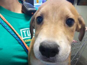 FOE -  Labrador Retriever and Mixed Breed Dog for Adoption in Tulsa, Oklahoma - FOE | PetCurious