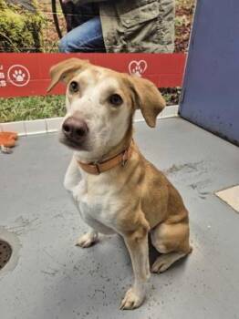 Rescue Black Mouth Cur Dogs for Adoption in Lafayette, Indiana - Loki | PetCurious