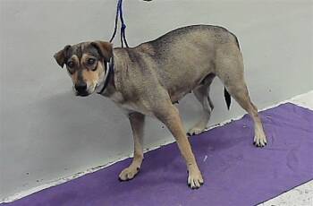 Rescue German Shepherd Dog and Mixed Breed Dogs for Adoption in Houston, Texas - ANNIE | PetCurious