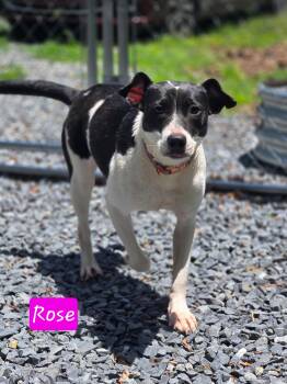 Rose -  Fox Terrier Dog for Adoption in Albemarle, North Carolina - Rose | PetCurious