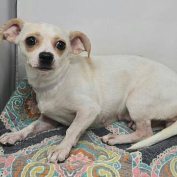 FOSTER NEEDED - Molly -  Chihuahua Dog for Adoption - FOSTER NEEDED - Molly | PetCurious