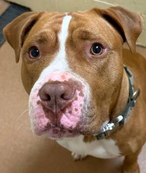 Rescue Pit Bull Terrier Dogs for Adoption in Norwalk, Connecticut - Bruno | PetCurious